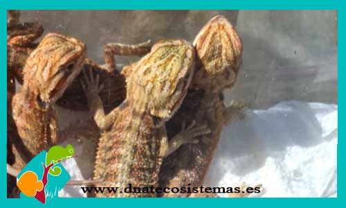 dragon-barbudo-sand-fire-baby-pogona--vitticeps-nc2015-tienda-venta-de-reptiles-online