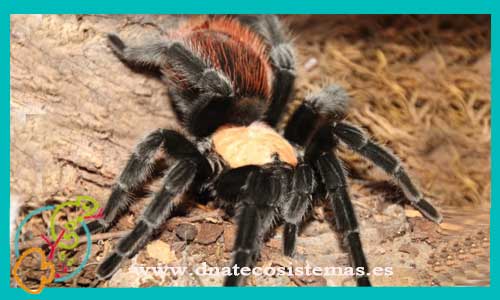 oferta-venta-tarantula-brachypelma-albiceps-1cm-tienda-de-tarantulas-online-tienda-de-grillos-venta-de-alimento-vivo-spider-tarantule