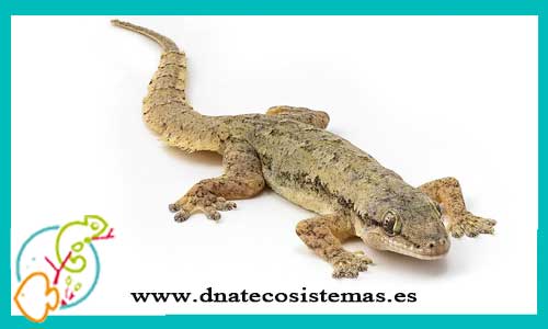 oferta-venta-gecko-de-dedos-de-hoja-asiatico-hemidactylus-frenatus-tienda-de-reptiles-baratos-online-venta-geckos-economicos-por-internet-tienda-mascotas-rebajas-online
