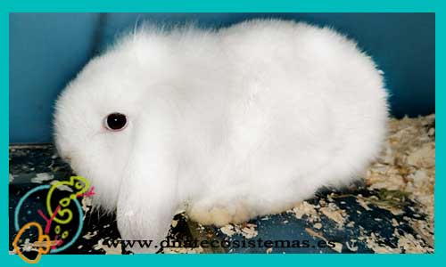 oferta-conejo-belier-blanco-tienda-conejo-online-accesorios-juguetes-comida-golosinas-conejos-chip