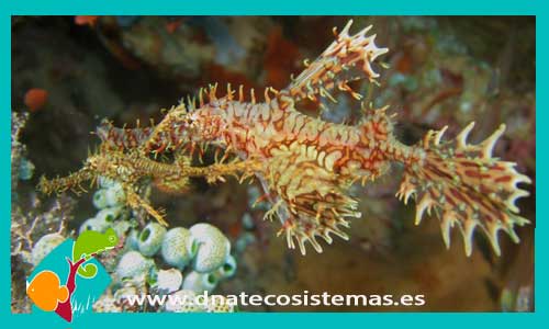 solenostomus-paradoxus-peces-pipa-marinos-tienda-de-peces-online