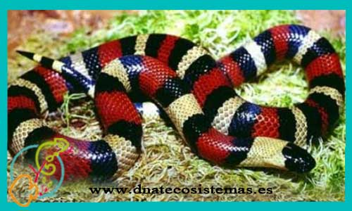 oferta-venta-serpiente-falsa-coral-sel-lampropeltis-triangulum-hondurensis-tienda-de-reptiles-online-reptiles