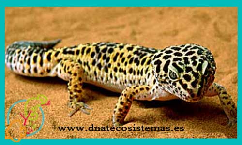 oferta-venta-gecko-leopardo-choco-gigante-chololate-eublepharis-macularius-tienda-de-reptiles-baratos-online-venta-de-geckos-economicos-por-internet-tienda-mascotas-rebajas-online