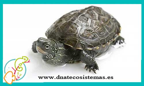 oferta-venta-tortuga-china-2cm-ccee-chinemys-mauremys-reevesii-tienda-tortuga-patas-cabezas-rojas-online-venta-tortugas-calidad-baratas-por-internet-tienda-dnatecosistemas-reptiles-rebajas-bonitos-online