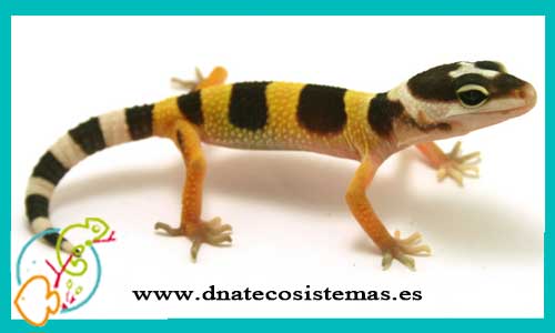 oferta-venta-gecko-leopardo-m-ccee-eublepharis-macularius-tienda-de-reptiles-baratos-online-venta-de-geckos-economicos-por-internet-tienda-mascotas-rebajas-online