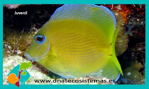 acanthurus-coeruleus-tienda-de-peces-online-venta-de-peces-por-internet-peces-angel