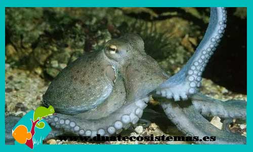 pulpo-comun-rojo-octopus-macropus-venta-de-pulpos-vivos-mimic-zebra-octopus-tienda-de-peces-online