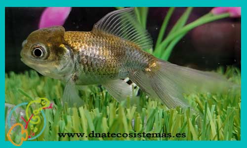 oferta-oranda-azul-6-7ficha-venta-de-peces-online-carassius-auratus-goldfish