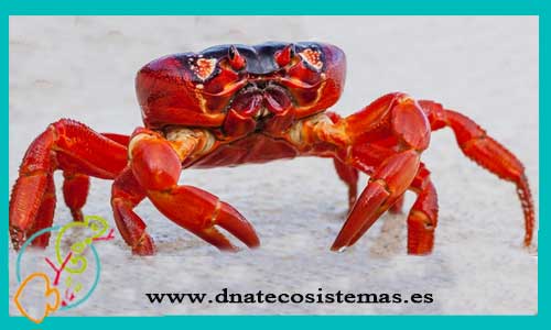 oferta-crab-red-cangrejo-terrestre-red-4cm-tienda-de-cangrejos-online-venta-peces-por-internet-tiendamascotasonline-barato-economico