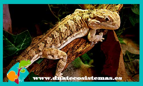 lagarto-barbudo-de-lawson-pogona-henrylawsoni-medianos-tienda-venta-de-reptiles-online