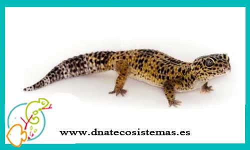 oferta-venta-gecko-leopardo-extra-color-adulto-sel-eublepharis-macularius-tienda-de-reptiles-baratos-online-venta-de-geckos-economicos-por-internet-tienda-mascotas-rebajas-online