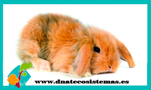 conejo-belier-angora-bicolor-beig-tienda-conejo-online-accesorios-juguetes-comida-golosinas-conejos