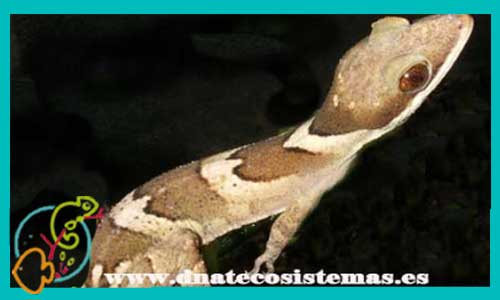 oferta-venta-gecko-cyrtodactylus-irianjayaensis-venta-tienda-de-reptiles-online-venta-de-gecko-online-venta-de-gecko-baratos-dnatecosistemas