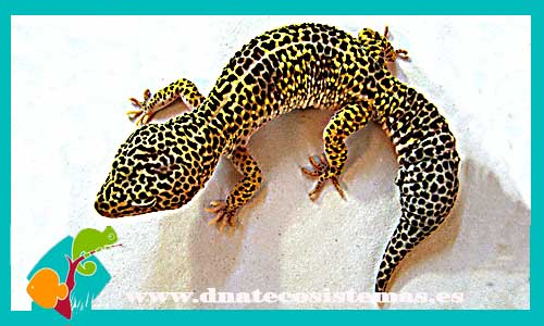 gecko-leopardo-gigante-dorado-eublepharis-macularius-gian-gold-gecko-leopardo-gigante-dorado-dnatecosistemas-ventaonline-venta-de-peces-internet-peces-baratos-acuarios-urnas-peceras-peces-agua-dulce-urnas-termocalentadores-calentadores-lamparas