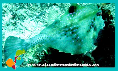 tetrosomus-gibbosus-tienda-de-peces-online-peces-por-internet-mundo-marino-todo-marino-comida-test-