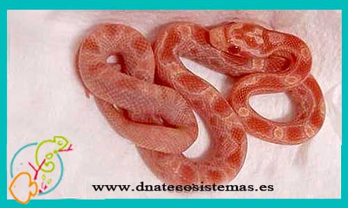 oferta-venta-serpiente-maiz-albina-sel-elaphe-guttata-nominal-albin-tienda-serpientes-bonitas-baratas-online-venta-culebras-calidad-por-internet-tienda-reptiles-dnatecosistemas-rebajas-online