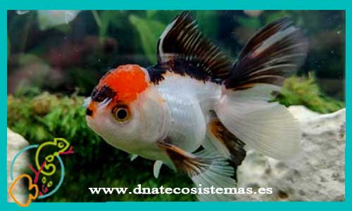 oferta-venta-oranda-panda-boina-roja-9-10cm-tienda-de-peces-online-carassius-auratus-goldfish