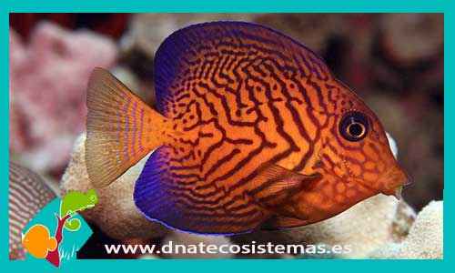ctenochaetus-hawaiiensis-tienda-de-peces-online-peces-por-internet