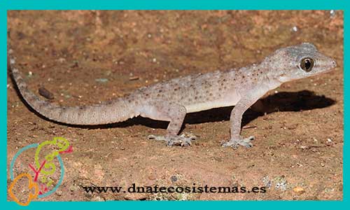 oferta-venta-gecko-de-ocelos-m-l-ccee-hemidactylus-frenatus-tienda-de-reptiles-baratos-online-venta-geckos-economicos-por-internet-tienda-mascotas-rebajas-online