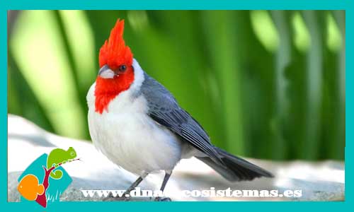 cardenal-de-copete-rojo-paroaria-coronata-lagonosticta-caerulescens-bengali-cola-vinagre-venta-online-pajaros