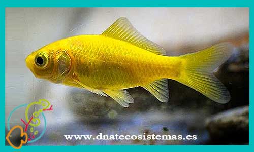 oferta-venta-cometa-amarillo-13-15cm-tienda-online-peces-venta-de-peces-compra-de-peces-online-peces-baratos