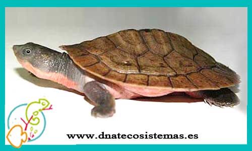 oferta-venta-tortuga-elseya-schultzei-mediana-ccee-elseya-branderhorsti-schultzei-tienda-reptiles-baratos-online-venta-de-galapagos-economicos-por-internet-tienda-de-mascotas-rebajas