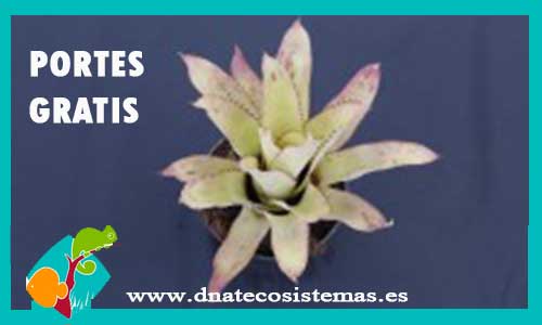 aechmea-pineliana-var.-pineliana-diametro-30cm-altura-25cm-tienda-online-de-productos-para-terrarios