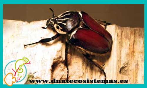 oferta-venta-escarabajo-gigante-goliat-goliathus-goliatus-1-larva-tienda-de-invertebrados-baratos-online-venta-insectos-economicos-por-internet-tienda-mascotas-rebajas-online