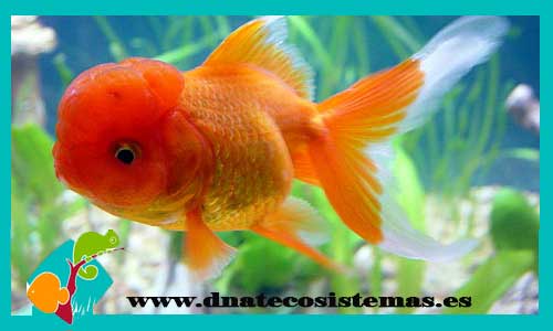 oranda-rojo-5-6-cm-tienda-online-peces-venta-de-peces-compra-de-peces-online-peces-baratos
