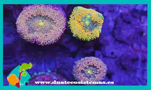 ricodea-yumabicolor-tienda-online-venta-de-corales-baratos-online