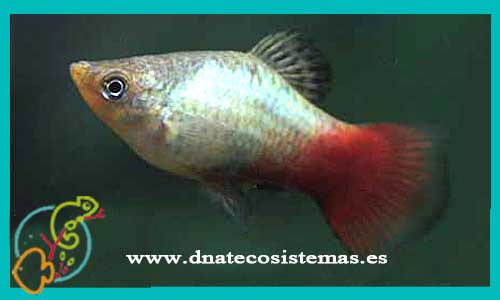 oferta-venta-platy-coral-azul-red-macho-4-4.5cm-xiphophorus-maculatus-tienda-de-viviparos-baratos-online-venta-peces-agua-dulce-economicos-por-internet-tienda-molly-en-rebajas-online