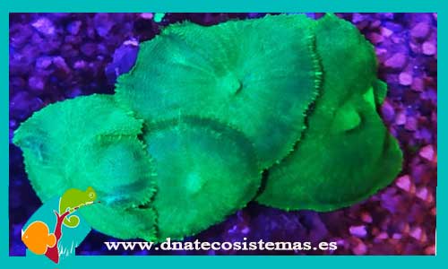 discosoma-sp-verde-2-sp-azul-aaa-color-m-tienda-de-peces-online-acuario-alimento-vivo-skimmer-filtro-