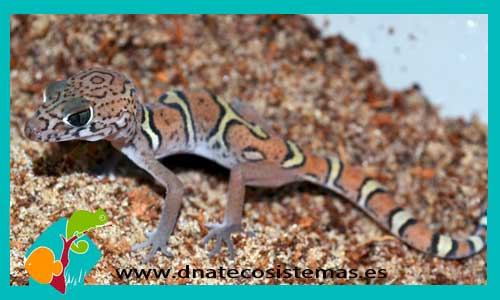 gecko-leopardo-terciopelo-coleonyx-elegans-tienda-de-reptiles-online-tienda-mascotas-comedero-bebedero-tronco-plantas-terrario