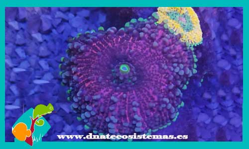 ricodea-yuma-premium-bicolor-verde-tienda-online-venta-de-corales-baratos-online