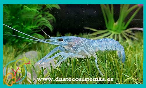 venta-langosta-azul-cherax-quadricarinatus-venta-de-cangrejos-online-venta-de-peces-online-tienda-de-animales-madrid