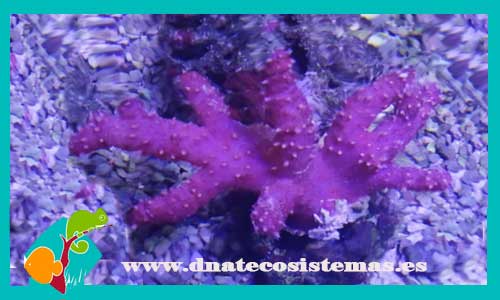 carotalcyon-sp--venta-de-corales-baratos-tienda-de-peces-marinos-online