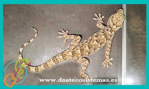oferta-venta-gecko-marmorata-economicos-por-internet-tienda-mascotas-rebajas-online