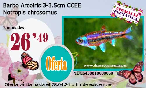 Barbo Arcoiris  3-3.5cm CCEE.
