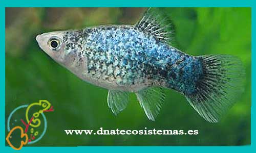 oferta-venta-platy-azul-tuxedo-hembra-4-4.5cm-xiphophorus-maculatus-helleri-tienda-peces-tropicales-baratos-online-venta-platys-economicos-por-internet-tienda-mascotas-peces-rebajas-con-envio