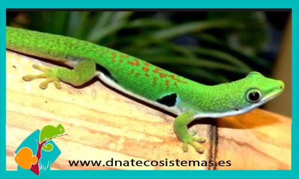 gecko-diurno-ocelado-phelsuma-quadriocellata-tienda-de-reptiles-venta-de-gecko-online