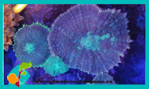 rhodacthys-discossoma-rhodactis-indosinesis-coral-peludo-tienda-de-peces-online-acuario-led-plantas-algas-rocas-cuevas-arena