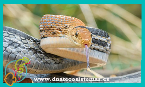 serpiente-radiatus-coelignathus-radiatus-tienda-de-reptiles-online-venta-de-serpientes-online