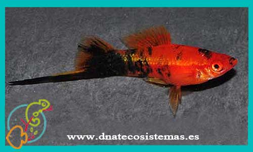 oferta-venta-xipho-berlin-rojo-macho-3.5-4cm-xiphophorus-helleri-tienda-peces-tropicales-baratos-online-venta-peces-espadas-por-internet-tienda-mascotas-peces-rebajas-con-envio