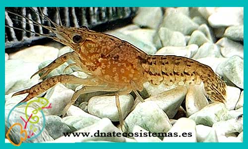 oferta-langosta-azul-cherax-3.5-4-cm-cc-ee-quadricarinatus-venta-de-cangrejos-online-venta-de-peces-online-tienda-de-animales-madrid