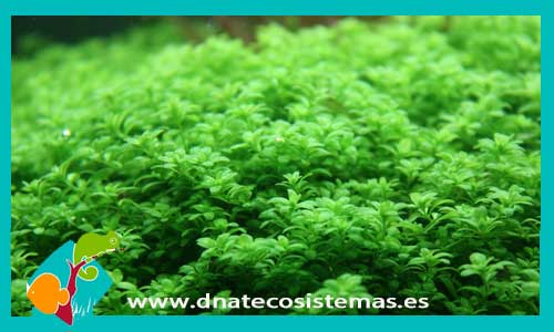 hemianthus-callitrichoides-cuba-plantas-para-acuarios-de-agua-dulce-tapizante