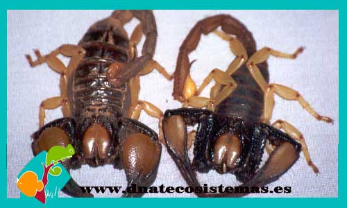 escorpion-excavador-tricolor-m-l-opistophthalmus--sp-mpsambic-tienda-de-aracnidos-quelicerados-online-venta-de-escorpiones-online-tienda-barata-de-aranas-y-escorpiones