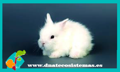 oferta-conejo-angora-blanco-pedigri-venta-de-conejos-baratos