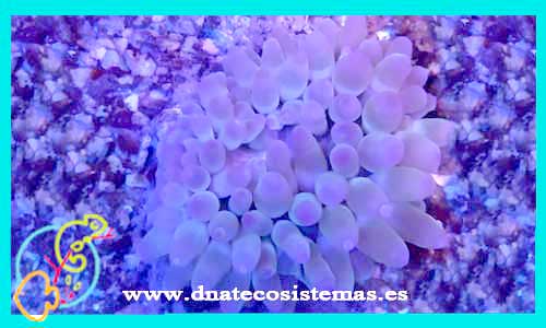 oferta-venta-entacmaea-quadricolor-8-10cm-tienda-de-anemomas-online-venta-peces-marinos-por-internet-tiendamascotasonline-barato