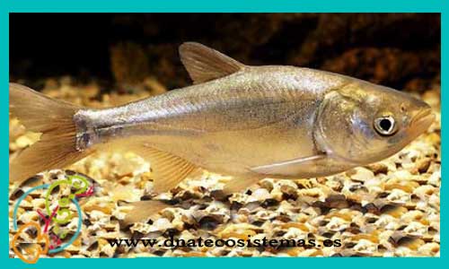 oferta-venta-carpa-plateada-7-10cm-ccee-hypophthalmichthys-molitrix-ctenopharyngodon-idella-amur-carpa-herbivora-5-8cm-venta-de-peces-online-tienda-de-peces-online