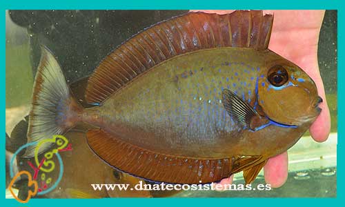 oferta-naso-vlamingii-7-9cm-venta-de-peces-cirujano-tienda-de-peces-online-peces-por-internet-munod-marino